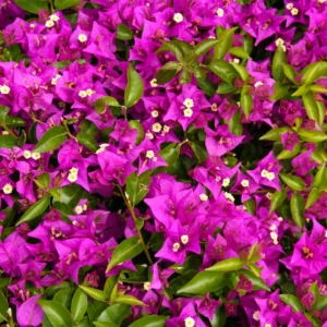 Purple Bougainvillea Live Plant 6-8 Inches Flower Vine Outdoor Garden