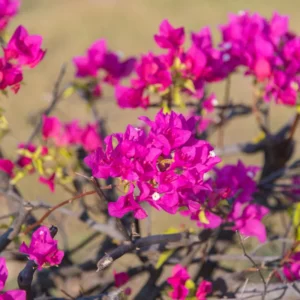 Purple Bougainvillea Live Plant 6-8 Inches Flower Vine Outdoor Garden