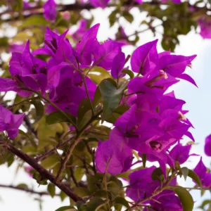 Purple Bougainvillea Live Plant 6-8 Inches Flower Vine Outdoor Garden