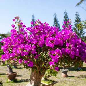 Purple Bougainvillea Live Plant 6-8 Inches Flower Vine Outdoor Garden