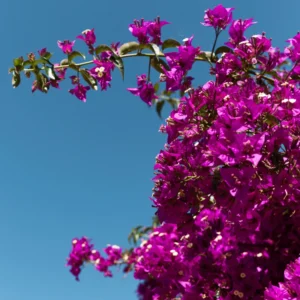 Purple Bougainvillea Live Plant 6-8 Inches Flower Vine Outdoor Garden