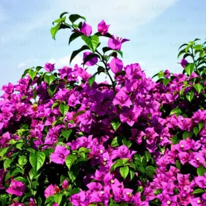 Purple Bougainvillea Plant Live Flowering Vine 4-8'' Tall - Potted Bougainvillea