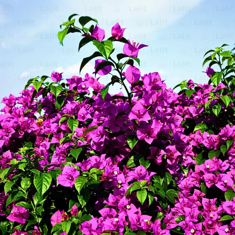 Purple Bougainvillea Plant Live Flowering Vine 4-8'' Tall - Potted Bougainvillea