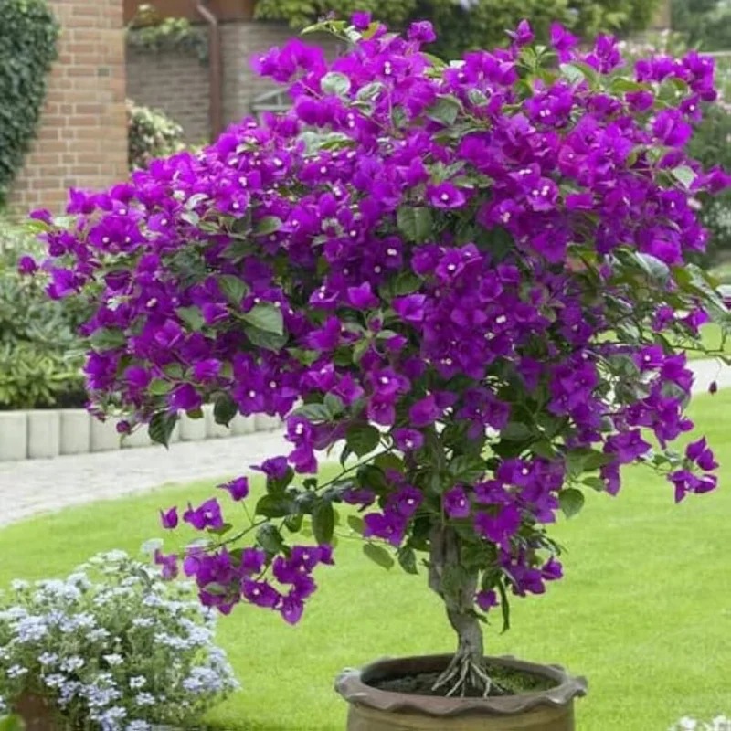 Purple Bougainvillea Plant Live Flowering Vine 4-8'' Tall - Potted Bougainvillea
