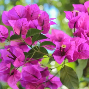 Purple Bougainvillea Plant Live Flowering Vine 4-8'' Tall - Potted Bougainvillea