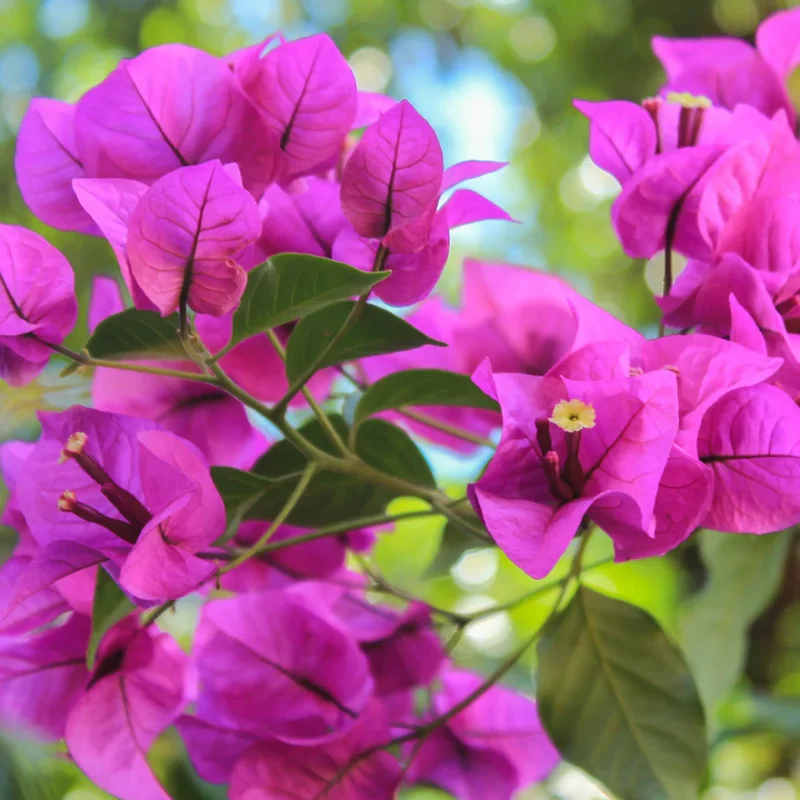 Purple Bougainvillea Plant Live Flowering Vine 4-8'' Tall - Potted Bougainvillea