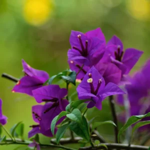 Purple Bougainvillea Plant Live Flowering Vine 4-8'' Tall - Potted Bougainvillea