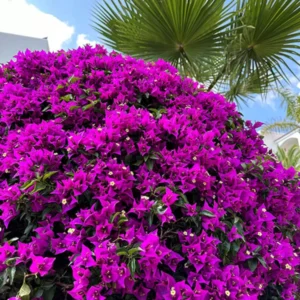 Purple Bougainvillea Plant Live Flowering Vine 4-8'' Tall - Potted Bougainvillea