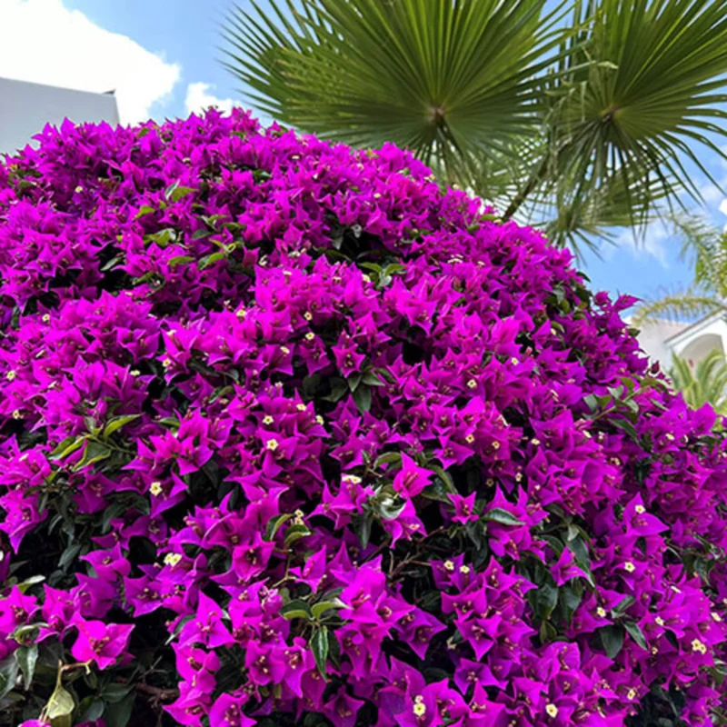 Purple Bougainvillea Plant Live Flowering Vine 4-8'' Tall - Potted Bougainvillea