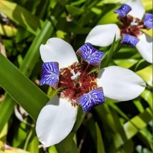 Purple Iris Plants Live Plugs - 2-5" Tall Walking Iris - Spring Planting