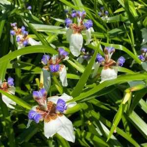 Purple Iris Plants Live Plugs - 2-5