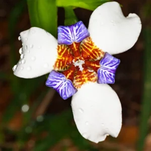 Purple Iris Plants Live Plugs - 2-5