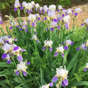 Purple Iris Plants Live Plugs - 2-5