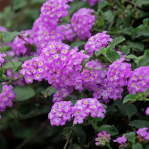 Purple Lantana Live Plants - Perennial Flowering, Outdoor Growing, 4-8'' Tall