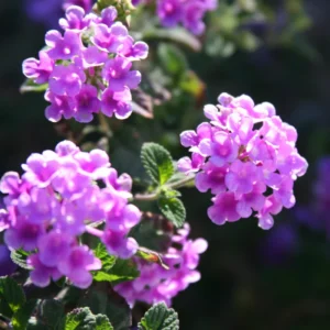 Purple Lantana Live Plants - Perennial Flowering, Outdoor Growing, 4-8'' Tall