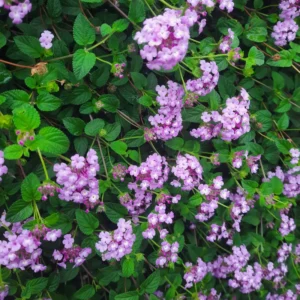 Purple Lantana Live Plants - Perennial Flowering, Outdoor Growing, 4-8'' Tall