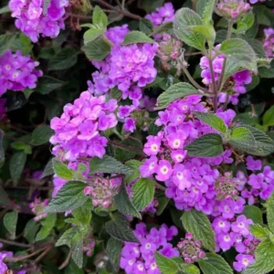 Purple Lantana Live Plants - Perennial Flowering, Outdoor Growing, 4-8'' Tall