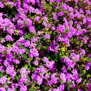 Purple Lantana Live Plants - Perennial Flowering, Outdoor Growing, 4-8'' Tall