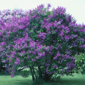 Purple Lilac Plant Live: Fragrant Dark Purple Tree 6-12'' Potted