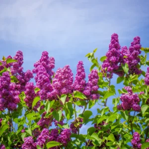 Purple Lilac Plant Live: Fragrant Dark Purple Tree 6-12'' Potted