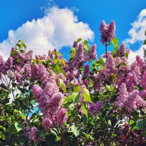 Purple Lilac Plant Live: Fragrant Dark Purple Tree 6-12'' Potted