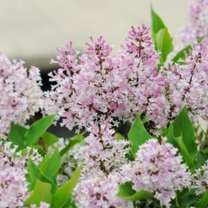 Purple Lilac Tree Plant Live - 6-10 Inch Fragrant Flowering Tree