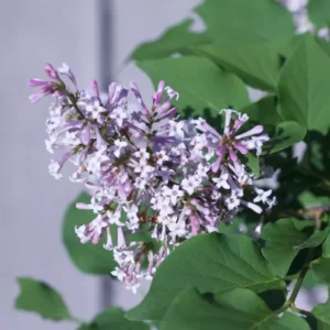 Purple Lilac Tree Plant Live - 6-10 Inch Fragrant Flowering Tree