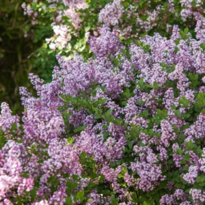 Purple Lilac Tree Plant Live - 6-10 Inch Fragrant Flowering Tree