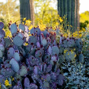 Purple Prickly Pear Cactus Plant Live - 6-8 Inch Tall - Outdoor Cactus