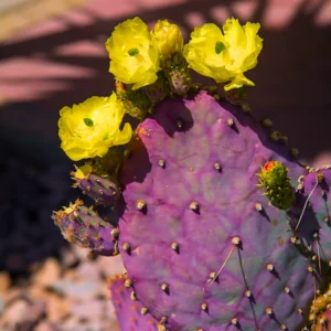 Purple Prickly Pear Cactus Plant Live - 6-8 Inch Tall - Outdoor Cactus