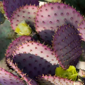 Purple Prickly Pear Cactus Plant Live - 6-8 Inch Tall - Outdoor Cactus