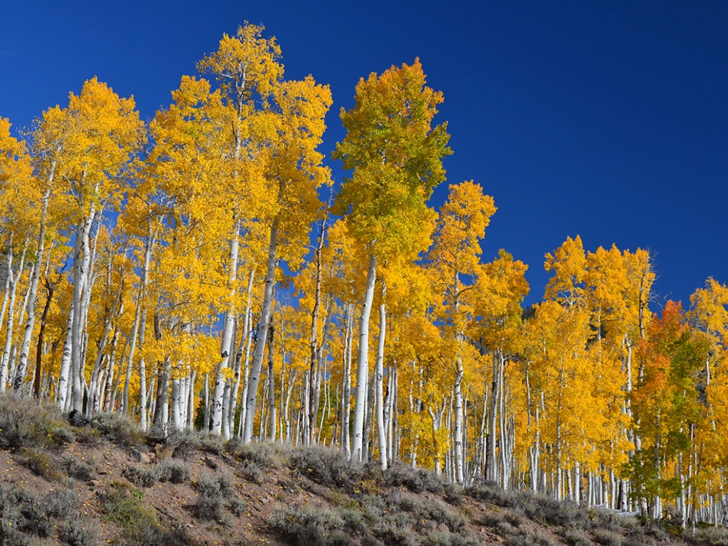 Quaking Aspen Trees