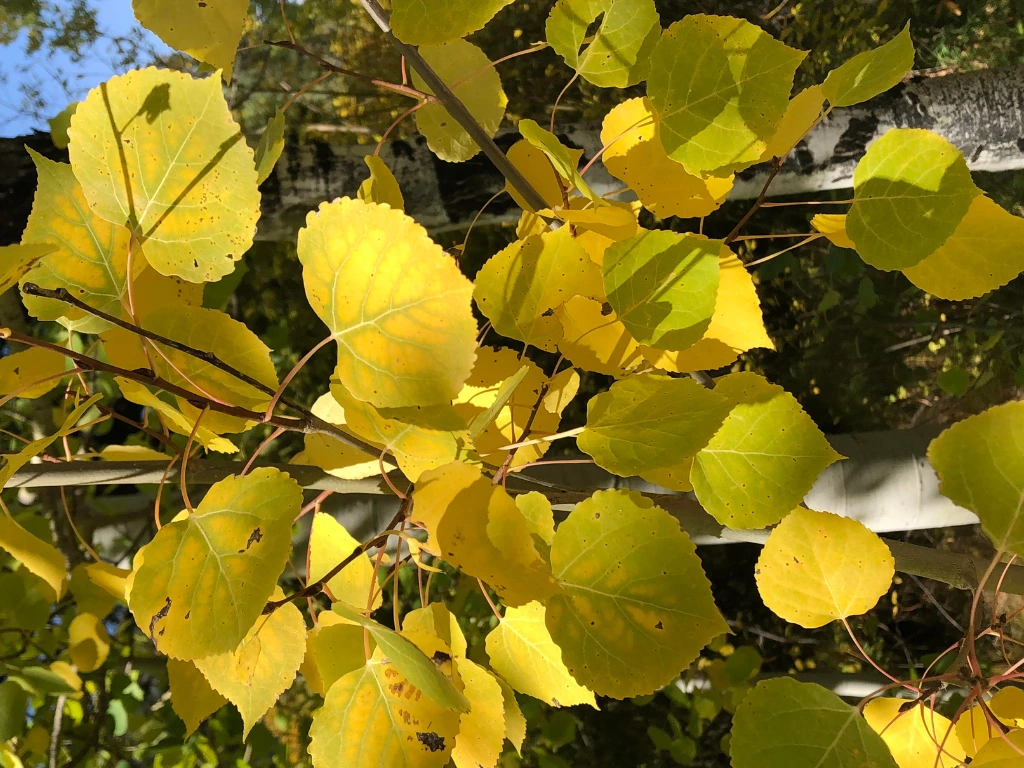 Yellow heart-shaped leaves of a Quaking Aspen tree glowing in the sunlight.