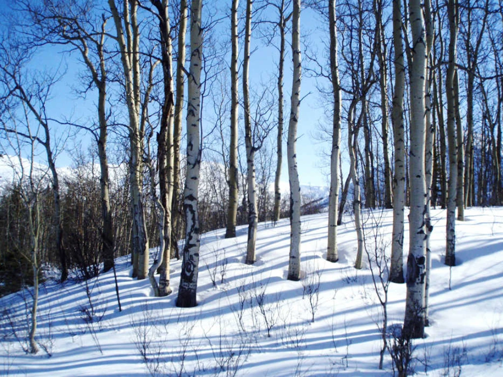 Quaking Aspen trees standing tall in a snow-covered forest during winter.