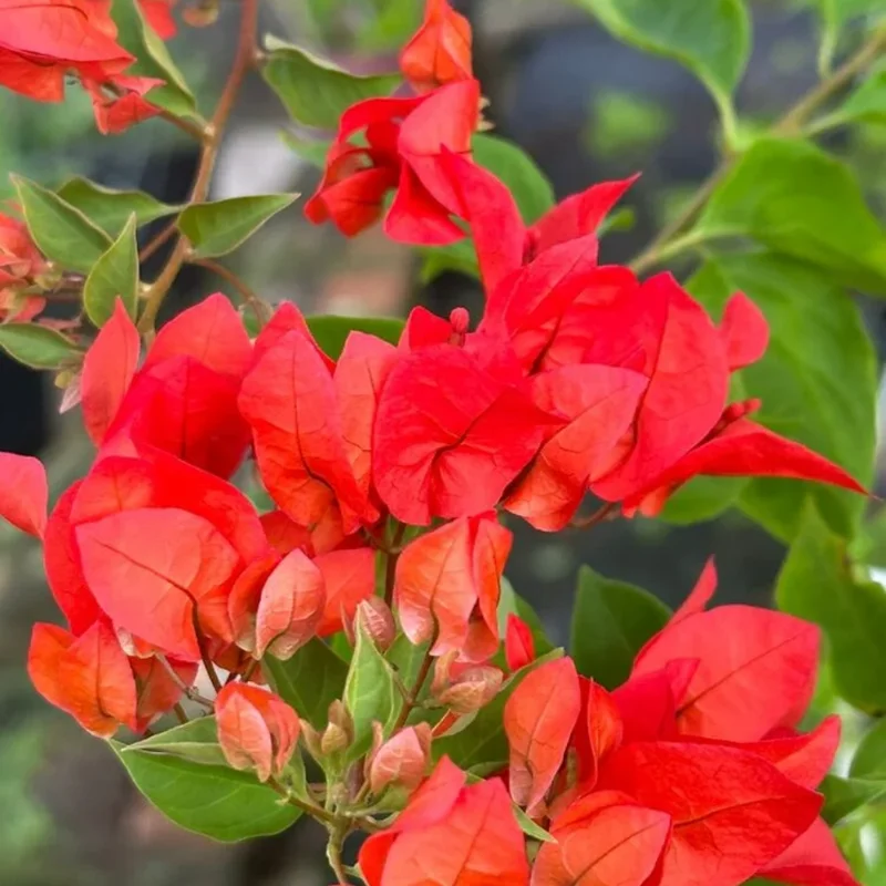Red Bougainvillea Live Plant - 6-8 Inch Flower Vine for Outdoor Garden