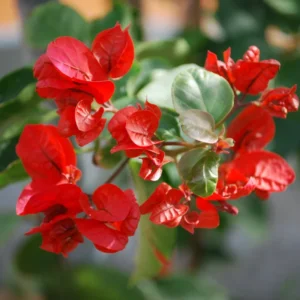 Red Bougainvillea Live Plant - 6-8 Inch Flower Vine for Outdoor Garden
