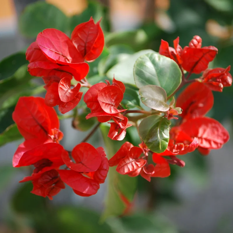 Red Bougainvillea Live Plant - 6-8 Inch Flower Vine for Outdoor Garden