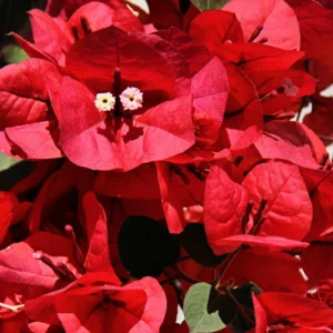 Red Bougainvillea Live Plant - 6-8 Inch Flower Vine for Outdoor Garden