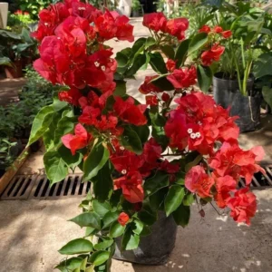 Red Bougainvillea Live Plant - 6-8 Inch Flower Vine for Outdoor Garden