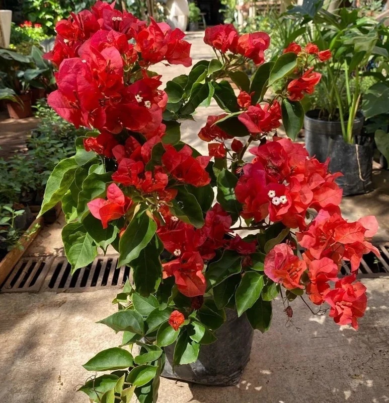 Red Bougainvillea Live Plant - 6-8 Inch Flower Vine for Outdoor Garden