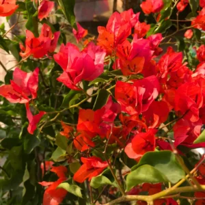 Red Bougainvillea Plant Live Flowering Vine 4-8'' Tall - Potted Bougainvillea