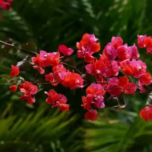 Red Bougainvillea Plant Live Flowering Vine 4-8'' Tall - Potted Bougainvillea