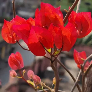 Red Bougainvillea Plant Live Flowering Vine 4-8'' Tall - Potted Bougainvillea