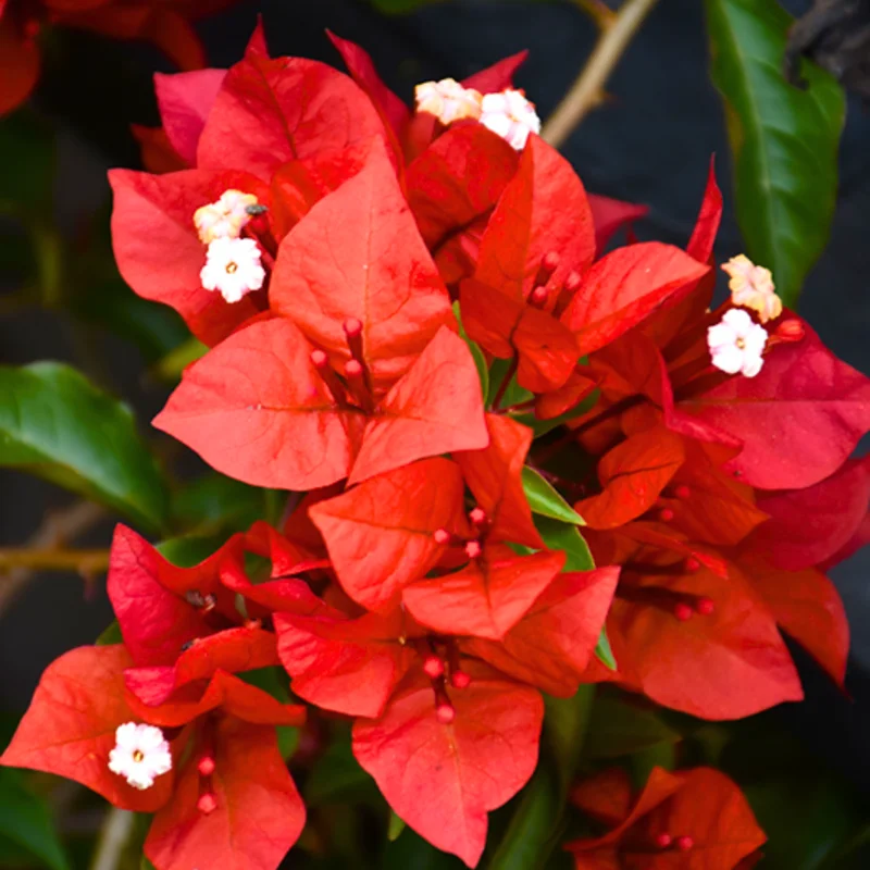 Red Bougainvillea Plant Live Flowering Vine 4-8'' Tall - Potted Bougainvillea