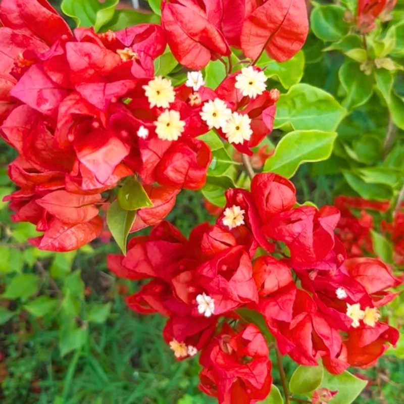 Red Bougainvillea Plant Live Flowering Vine 4-8'' Tall - Potted Bougainvillea