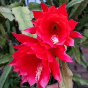 Red Epiphyllum Orchid Cactus Plant Live - 6-8'' Tall - Indoor/Outdoor Planting