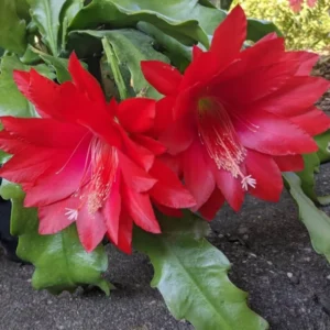 Red Epiphyllum Orchid Cactus Plant Live - 6-8'' Tall - Indoor/Outdoor Planting