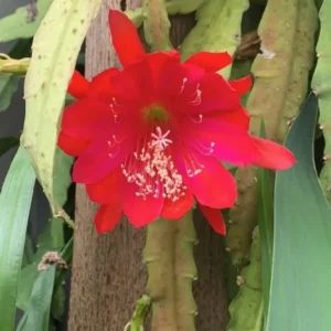 Red Epiphyllum Orchid Cactus Plant Live - 6-8'' Tall - Indoor/Outdoor Planting