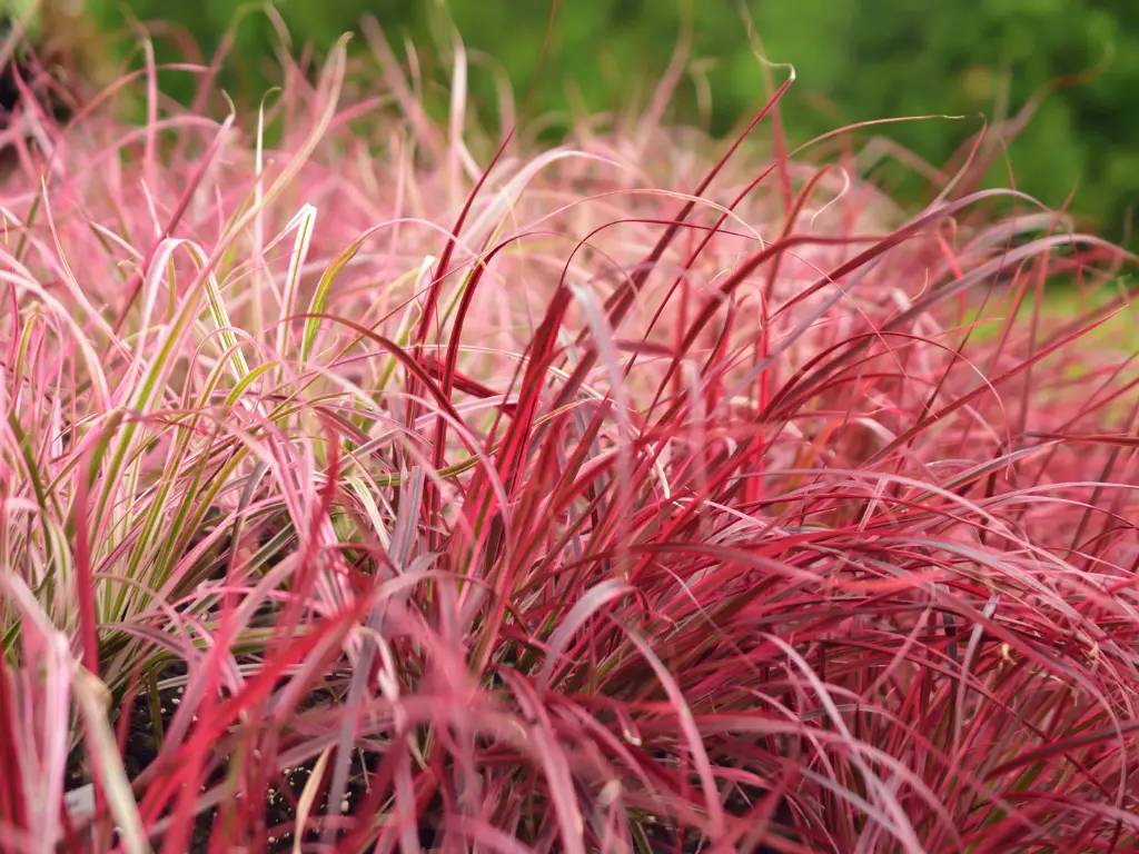 Red Fountain Grass (Pennisetum setaceum ‘Rubrum’)
