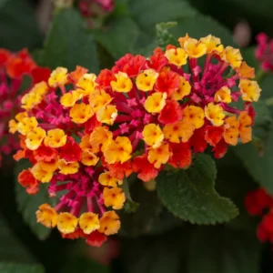 Red Lantana Live Plants - 2 Pack, Perennial Flowering, 4-8'' Tall, Well Rooted Outdoor Growing
